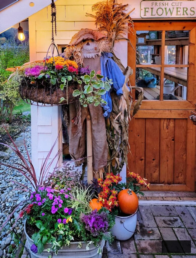 scarecrow and autumn planters on greenhouse porch 