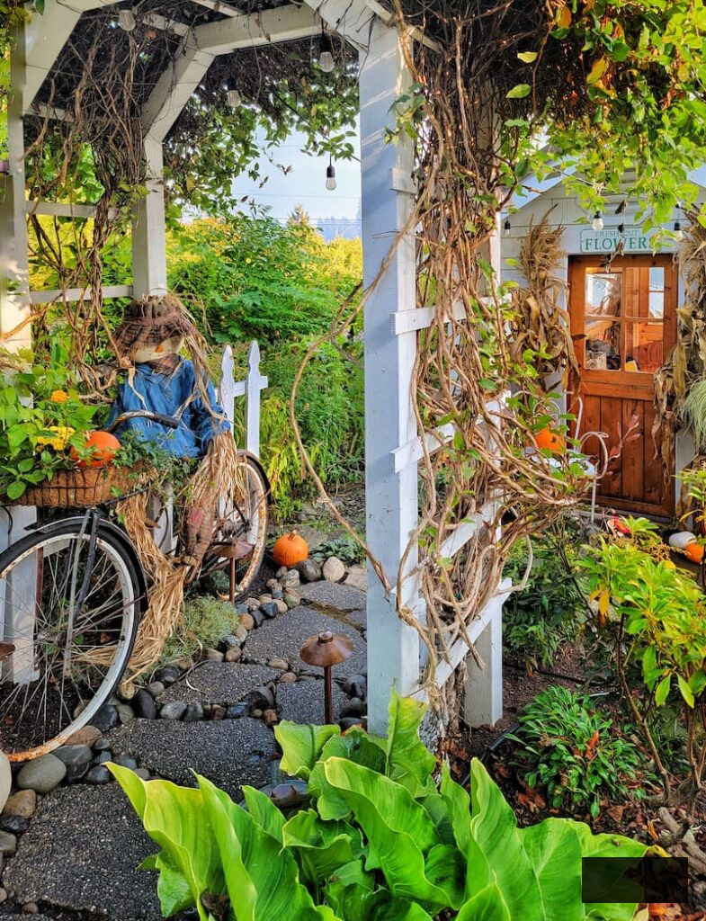 scarecrow on a vintage bicycle in garden pathway 