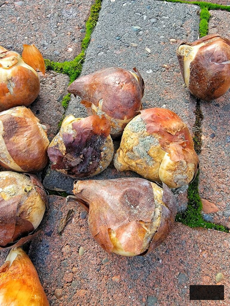 moldy spring bulbs