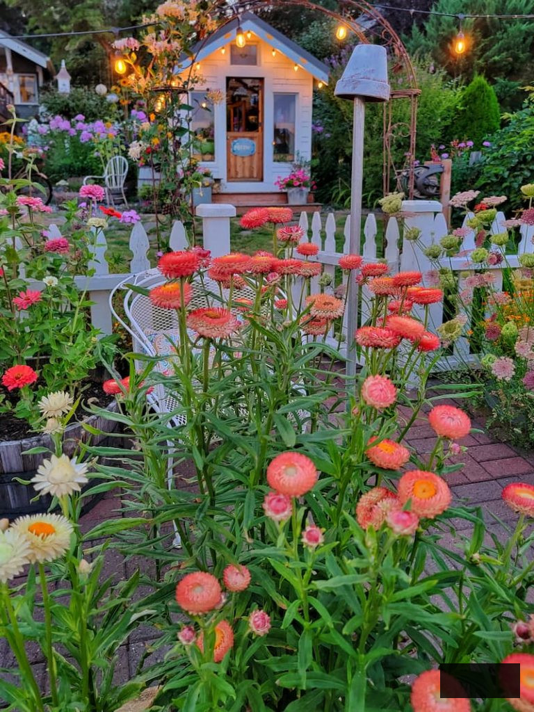 apricot strawflowers thriving in the white picket fence garden overlooking the greenhouse
