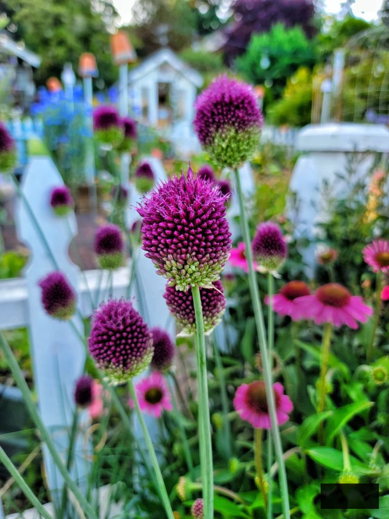 Planting Flower Bulbs in Fall alliums