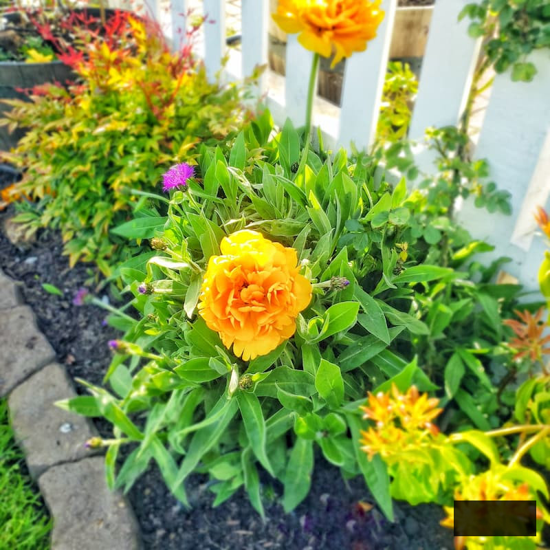 Tulip Charming Beauty spring bulb