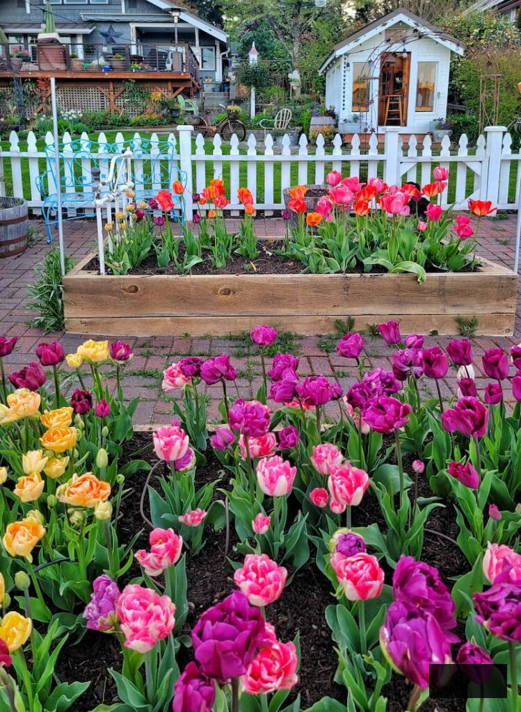 vibrant spring tulips in raised beds
