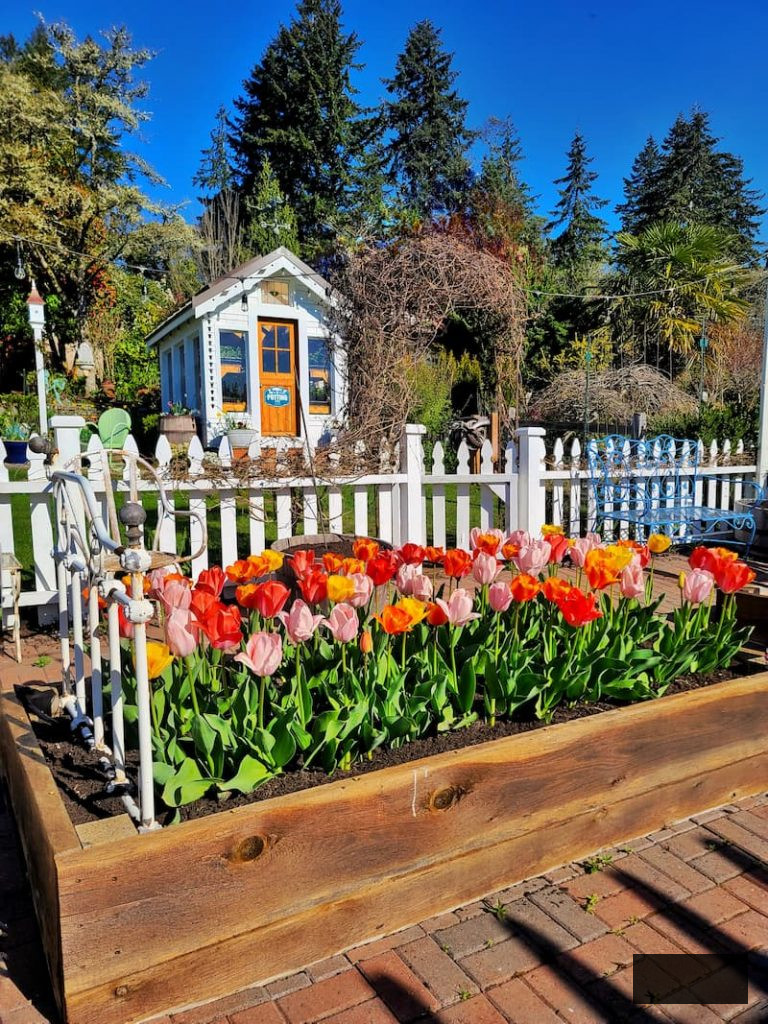 spring tulips in raised beds