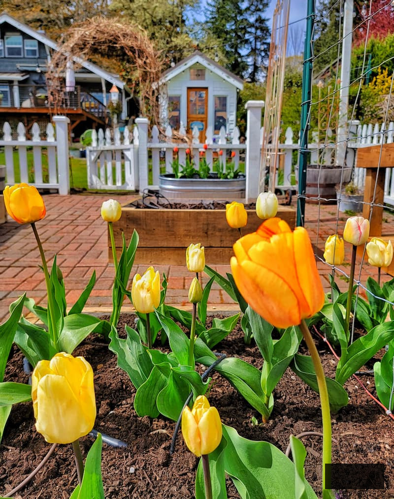Planting Flower Bulbs in Fall yellow tulips