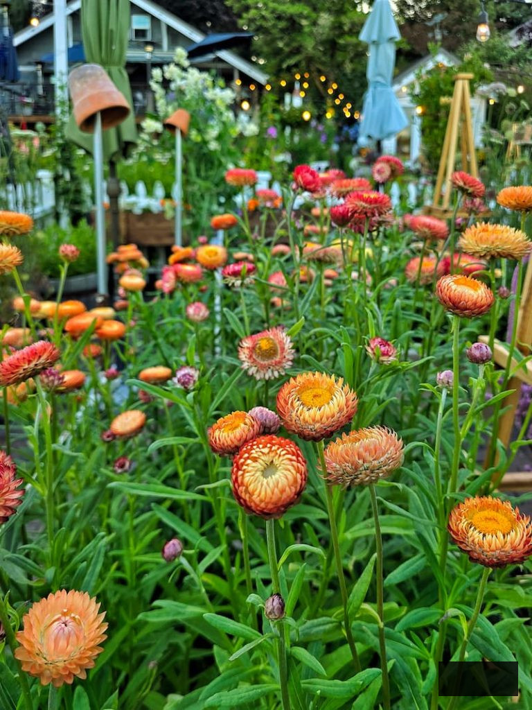 apricot mix strawflowers in the cut flower garden