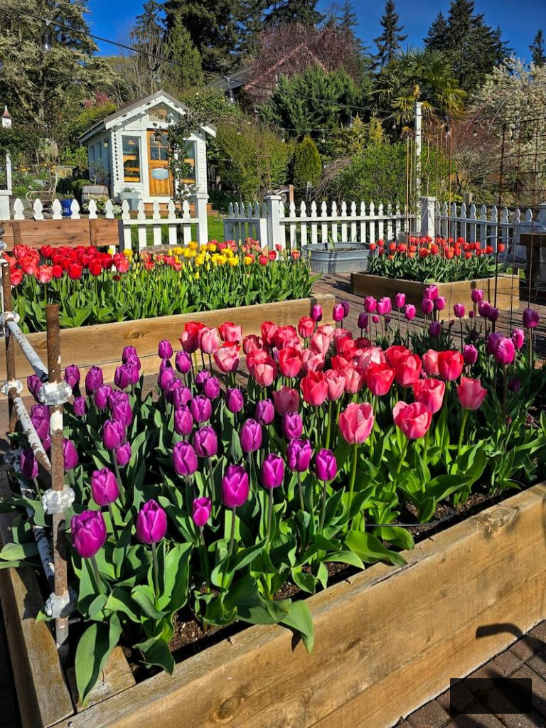 vibrantly colored tulips flourishing in the cut flower garden raised beds