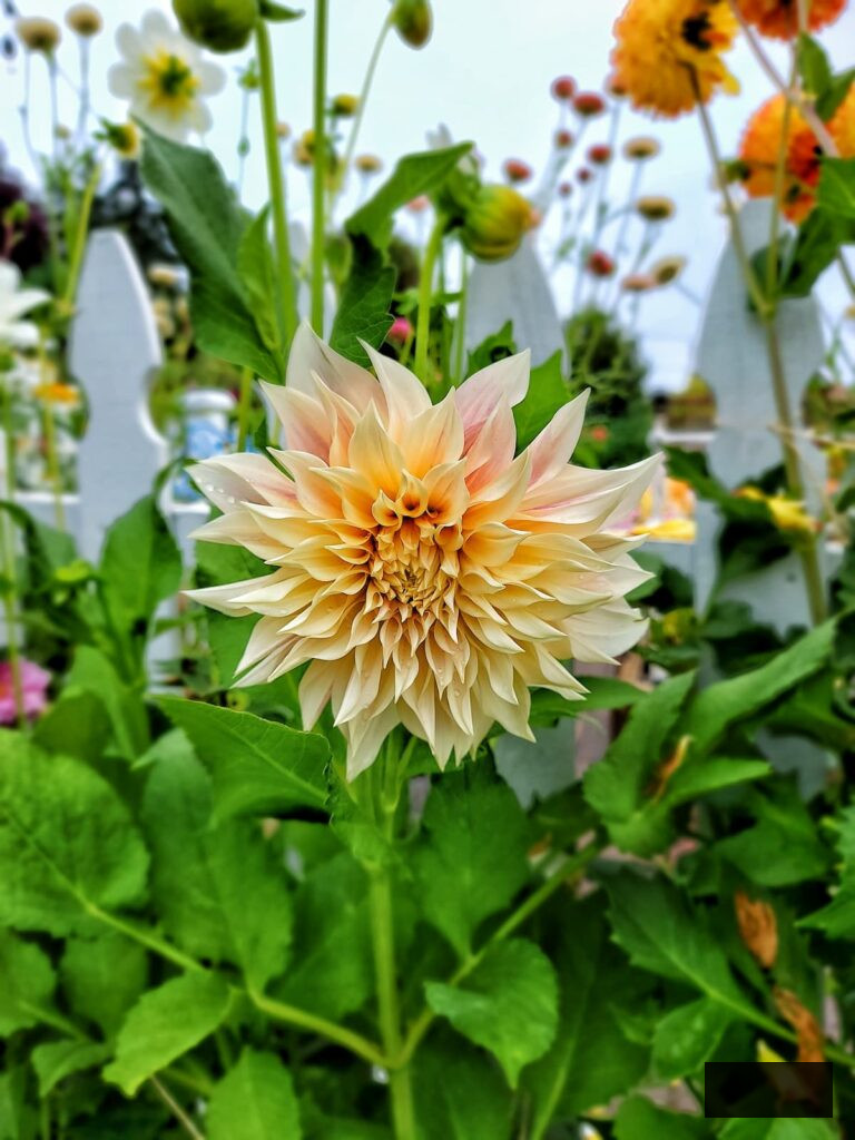 cafe au lait dahlia