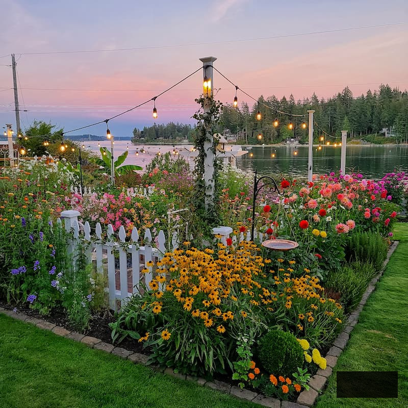 evening glimpse of the cut flower garden