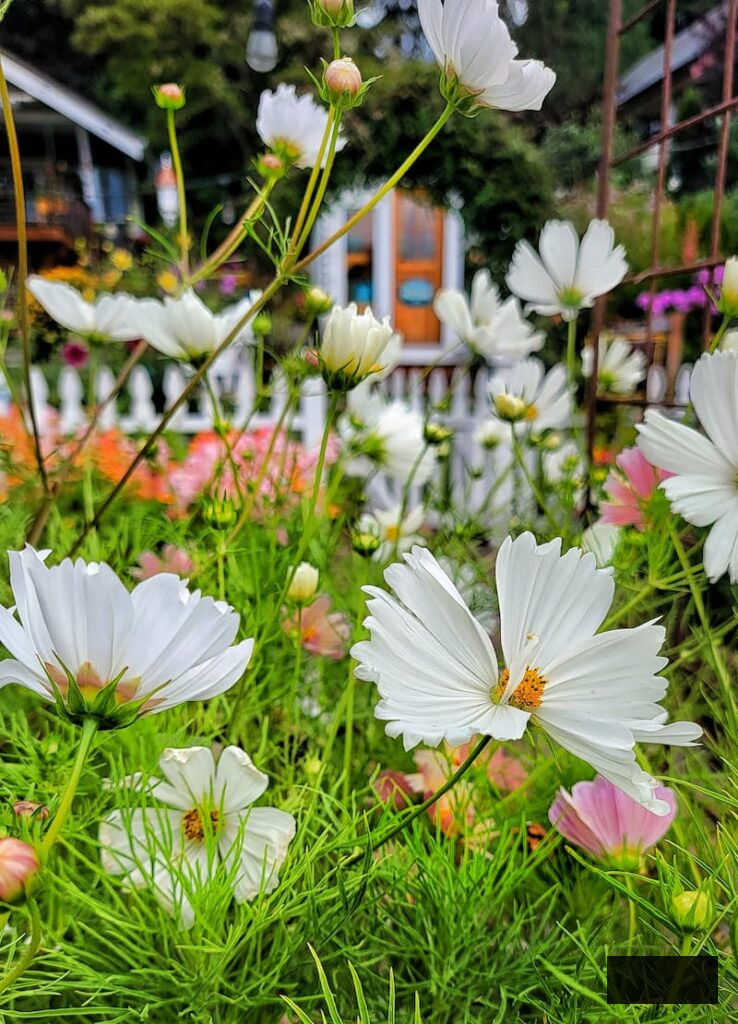 white cosmos thriving in the cut flower garden
