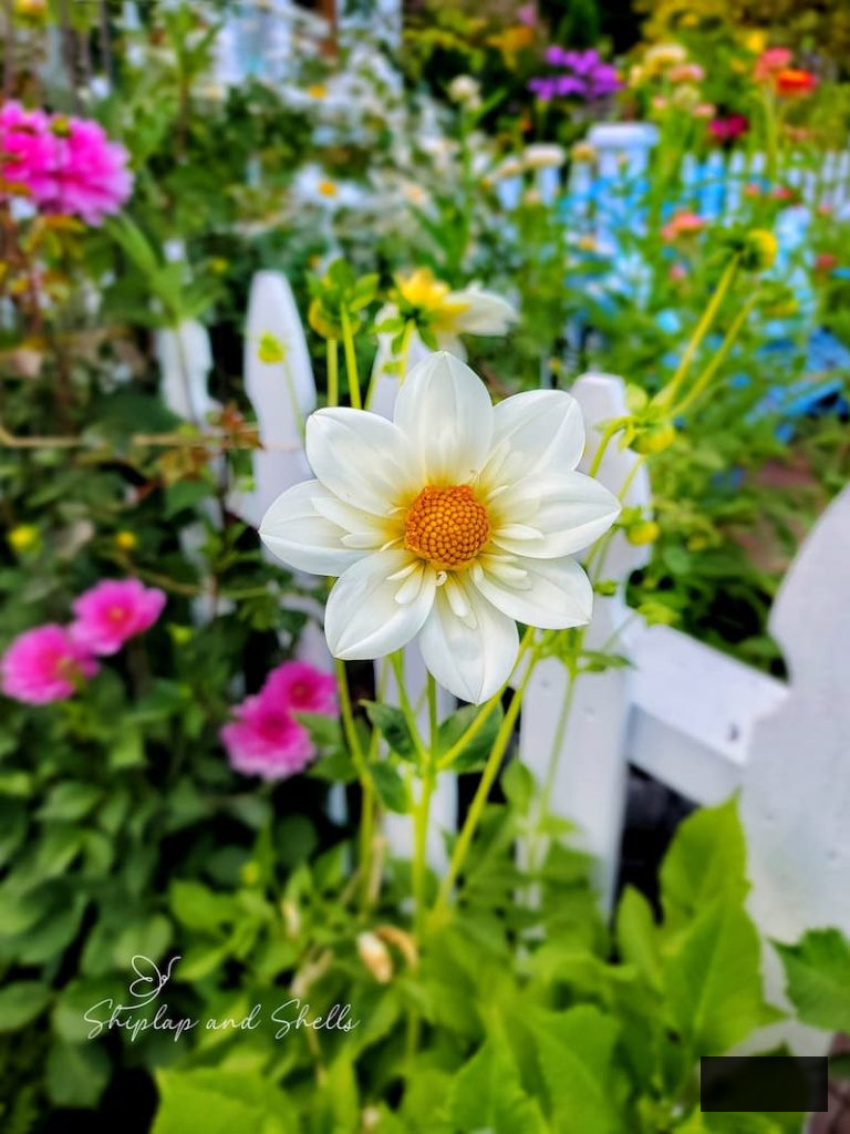 cream dahlia with yellow center flourishing in the garden