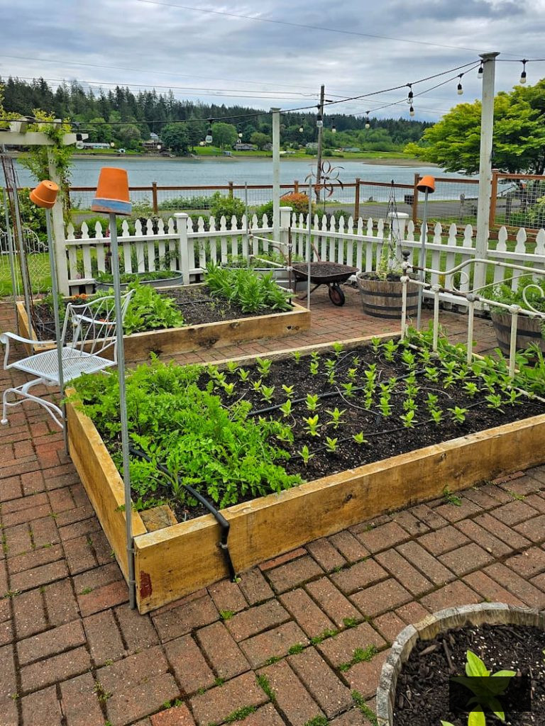 cut flower garden raised beds after seedlings had been transplanted