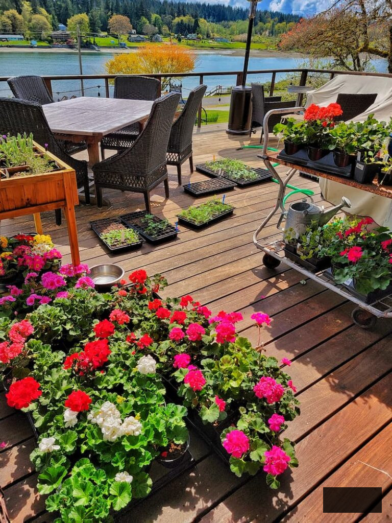 seedlings acclimatizing outdoors before transplanting