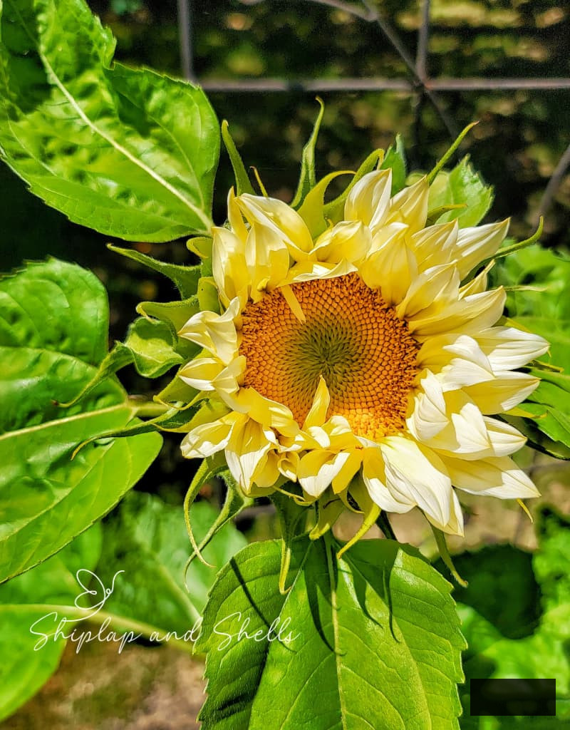 pro cut white lite sunflowers in the garden