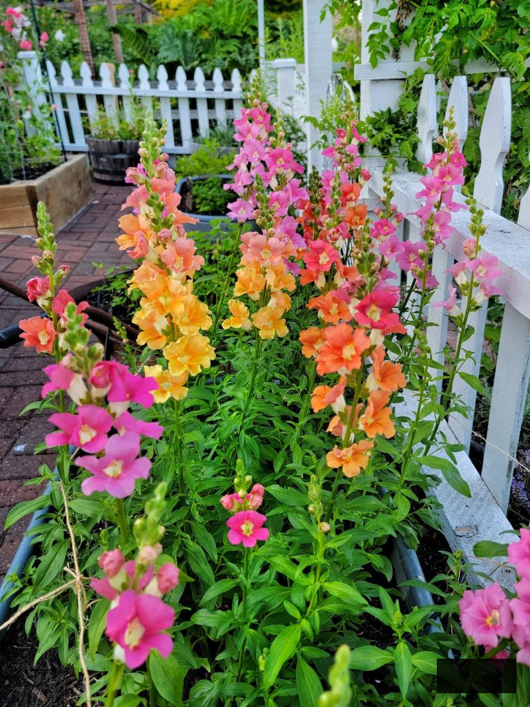 vibrant pink and orange Chantilly Mix snapdragons in the cut flower garden