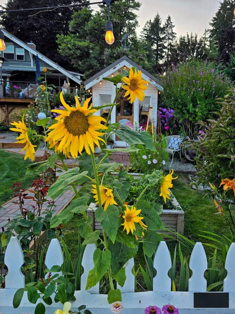 golden sunflowers flourishing in front of the greenhouse