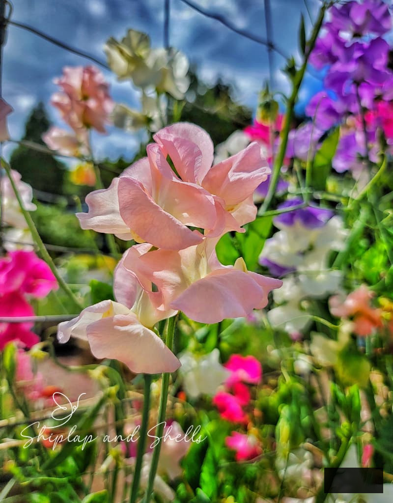 light pink sweet peas