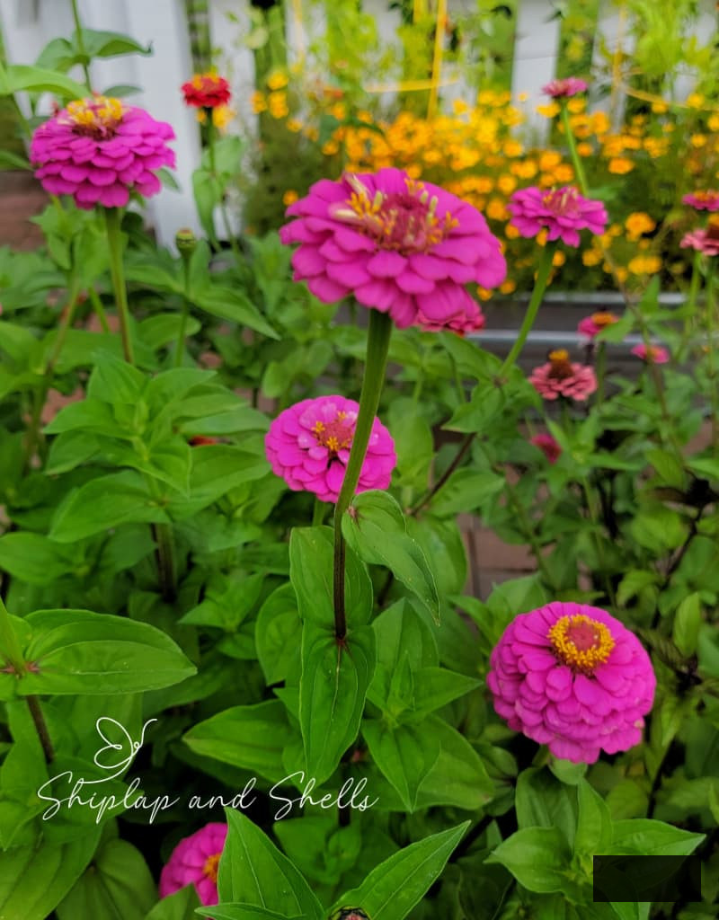 vivid pink zinnias thriving in the cut flower garden