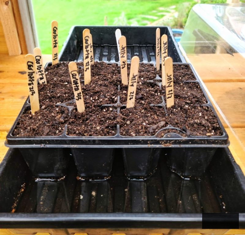 cut flower garden by seed: bottom watering