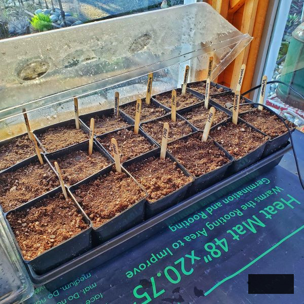 Seed sprouts in 4-inch container with heated mat 