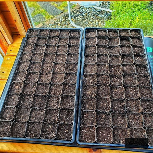cut flower garden by seed: Seed starting mix in cell trays