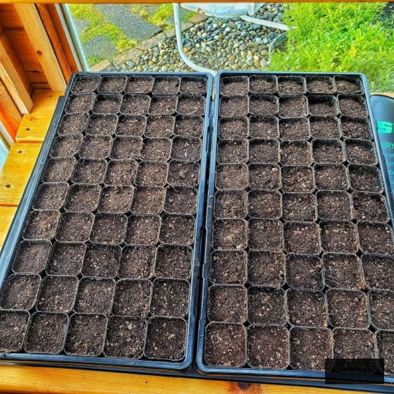 cell trays filled with seed starting mix