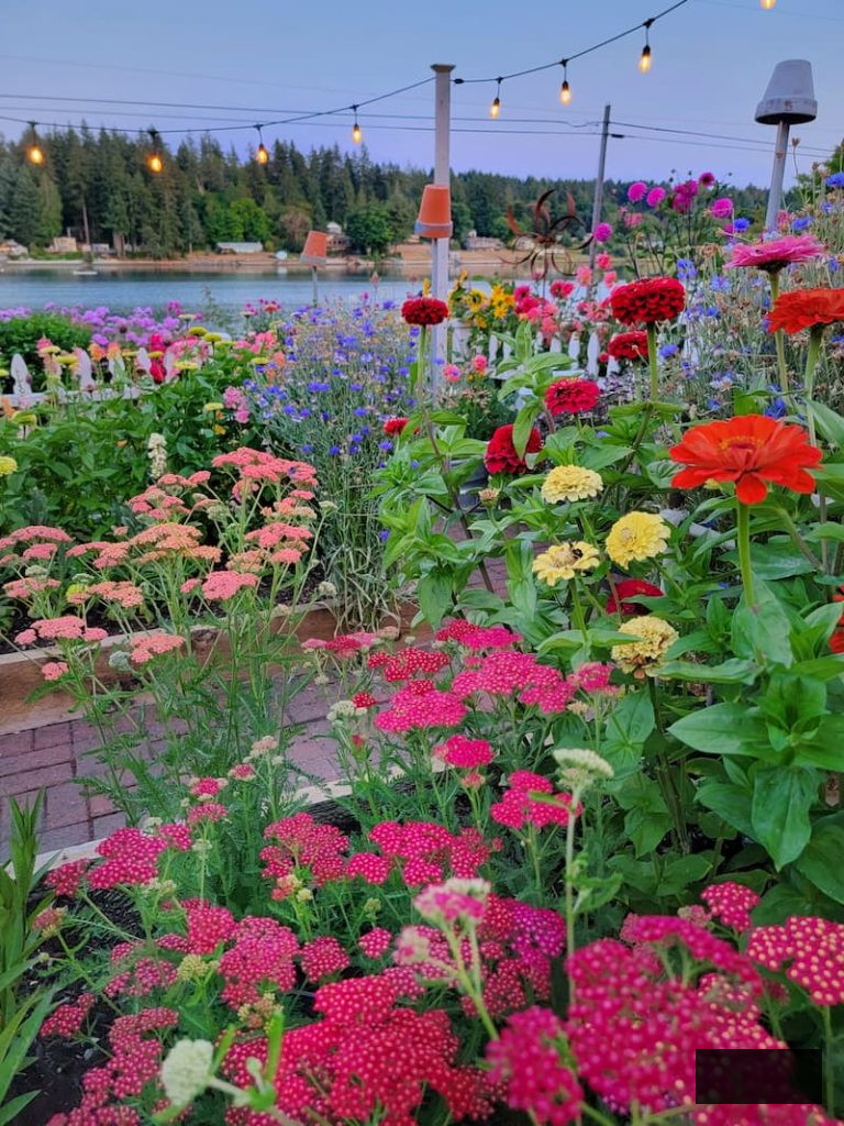 summer cut flower garden