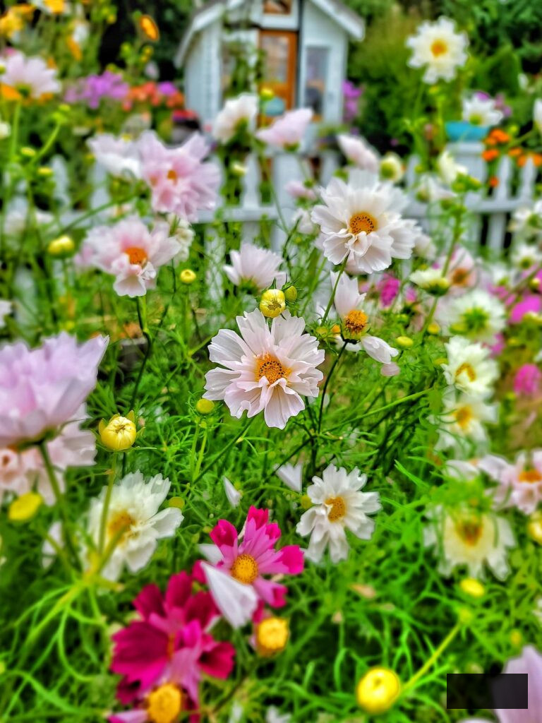 light pink and fuchsia cosmos thriving in the garden