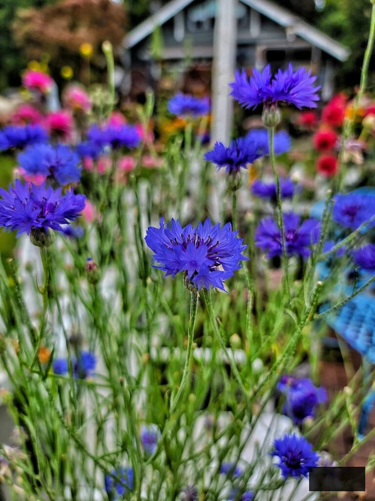 Bachelor's buttons growing in the garden