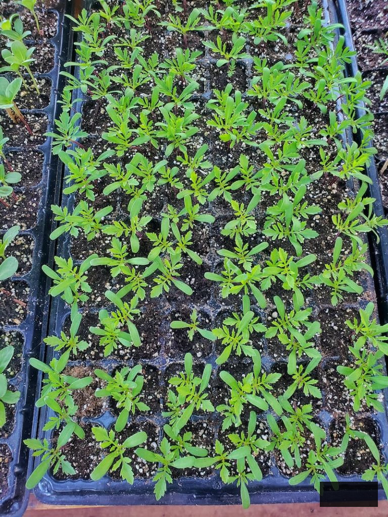 marigold seedlings