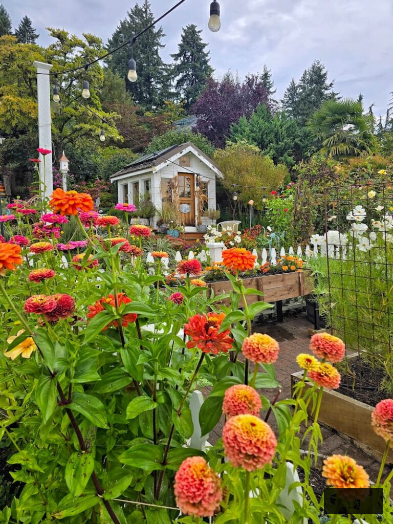 greenhouse and colorful orange and red zinnias in the garden