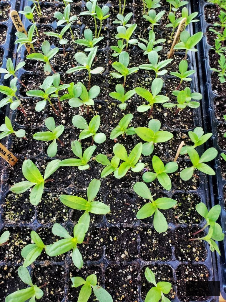 cut flower garden by seed: zinnia seed starts