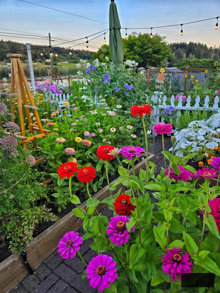 cut flower garden by seed: cut flower garden in the summer