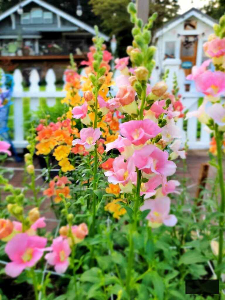 orange and pink snapdragons flourishing in the cut flower garden