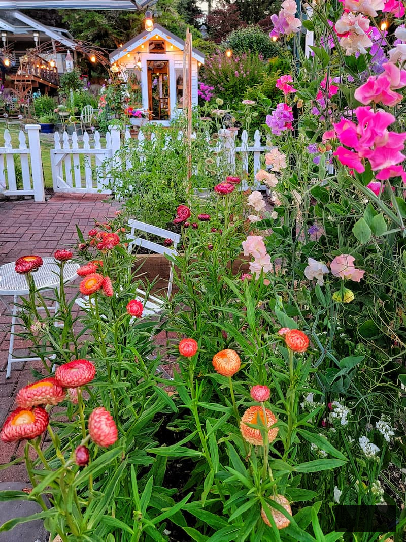 apricot strawflowers and sweet peas flourishing in the cut flower garden with greenhouse in background