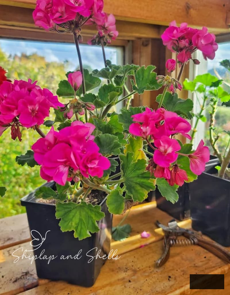 fuchsia geraniums in pots and clippers in the greenhouse
