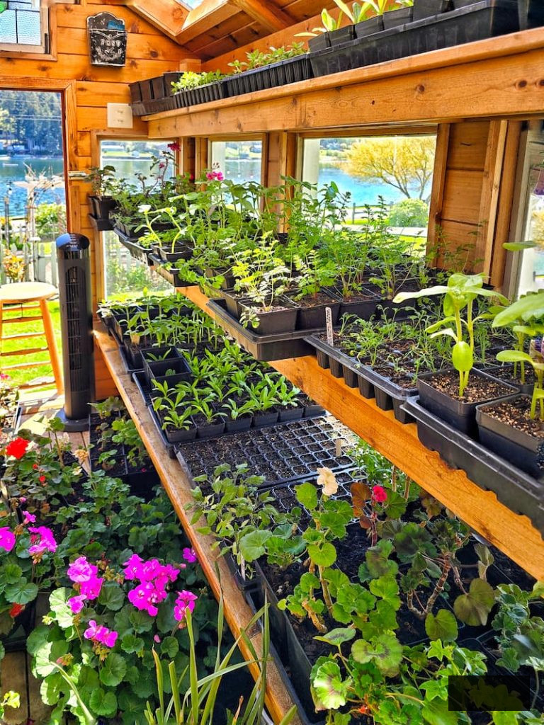 seedlings in trays are sitting on shelves in the greenhouse
