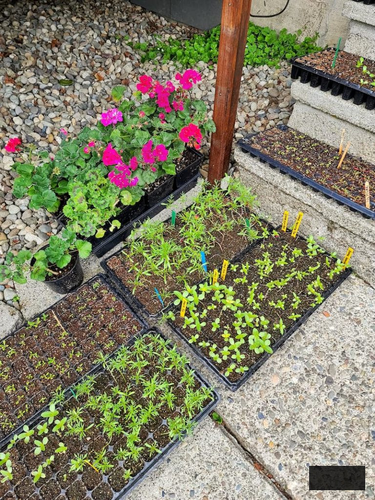 hardening off seedlings