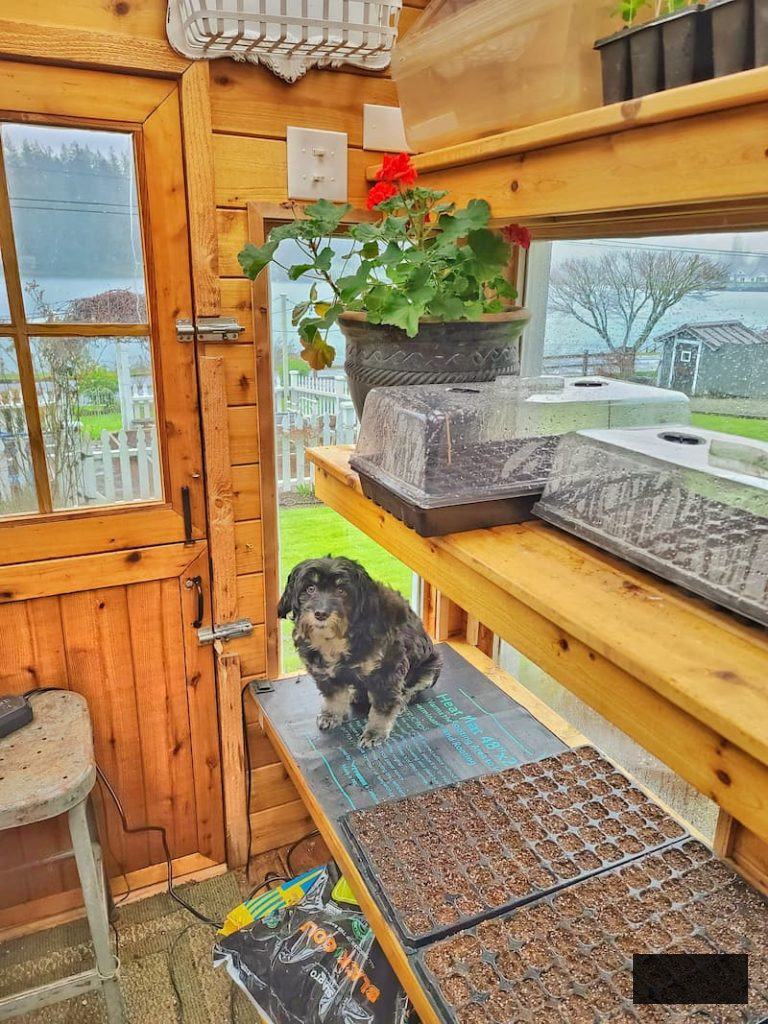 black dog on the heat mat with cell trays in the greenhouse