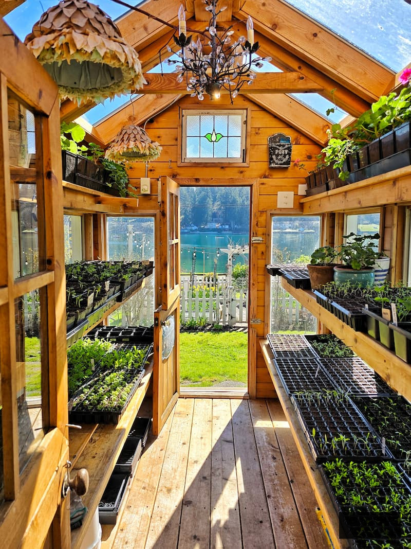 inside a greenhouse filled with seedlings and overwintering geraniums