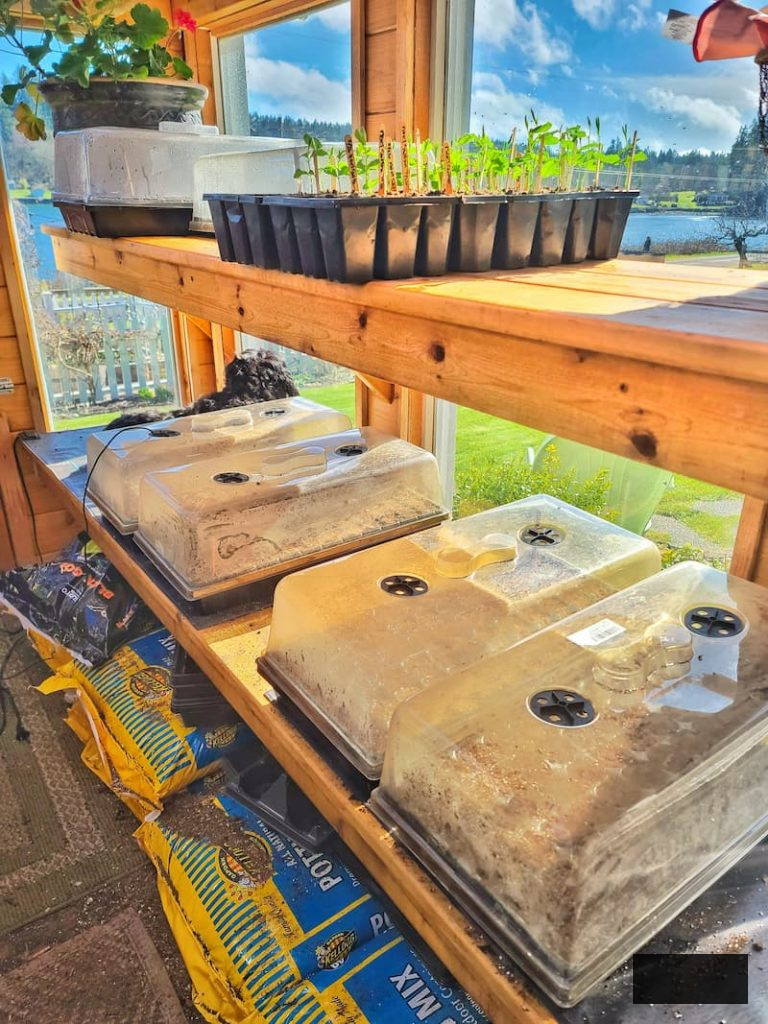 seedlings in the greenhouse