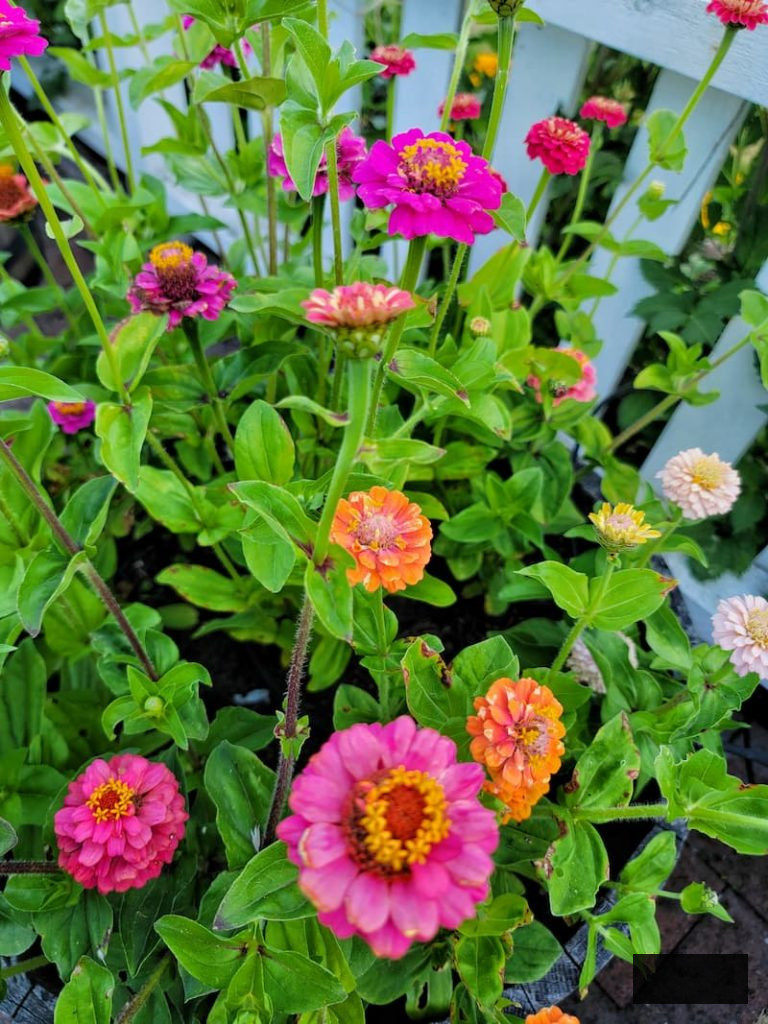 fuchsia and orange zinnias flourishing in the garden