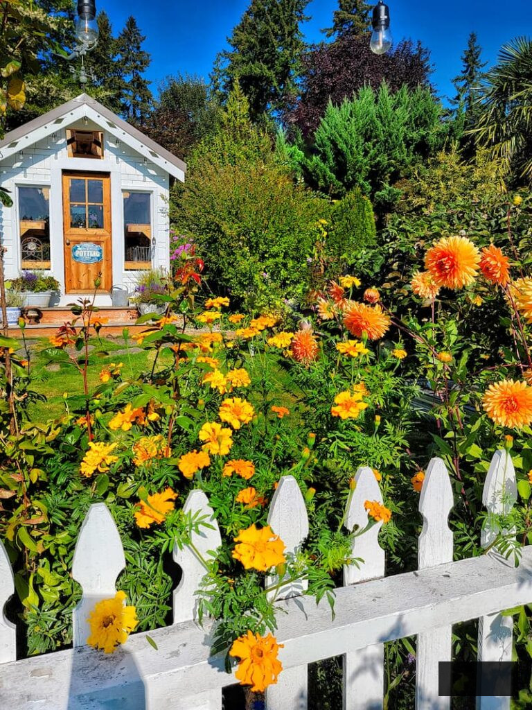 greenhouse and orange marigolds and dahlias growing along a white picket fence