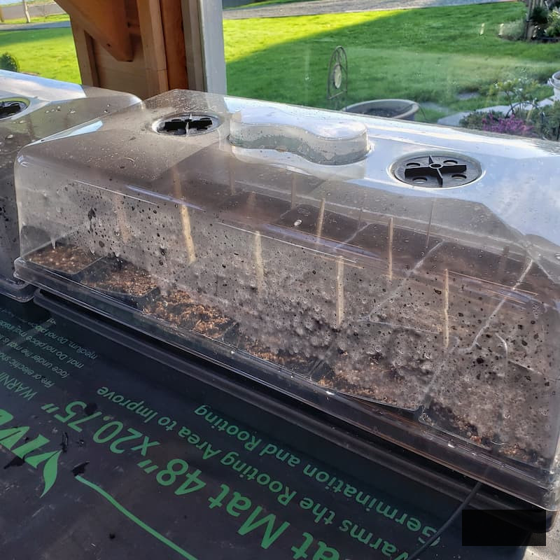 seeds in cell tray on a heat mat and covered with a humidity dome