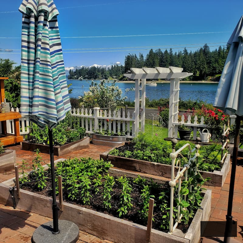 cut flower garden by seed: raised beds growing seedlings