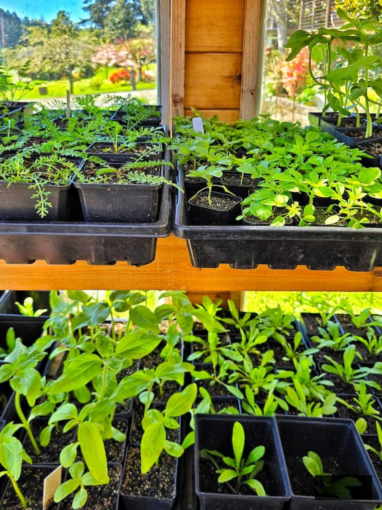 various seedlings growing in the greenhouse