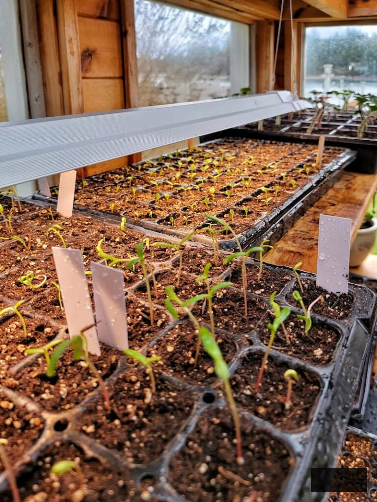 grow lights in greenhouse with seedlings