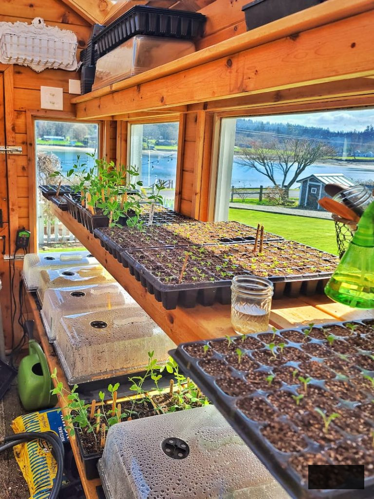 cut flower garden by seed: seedlings inside greenhouse