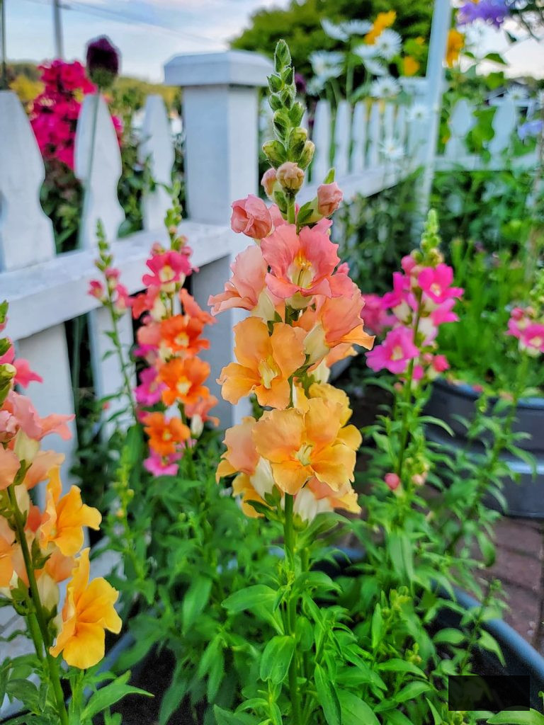 fuchsia and orange snapdragons flourishing in the garden