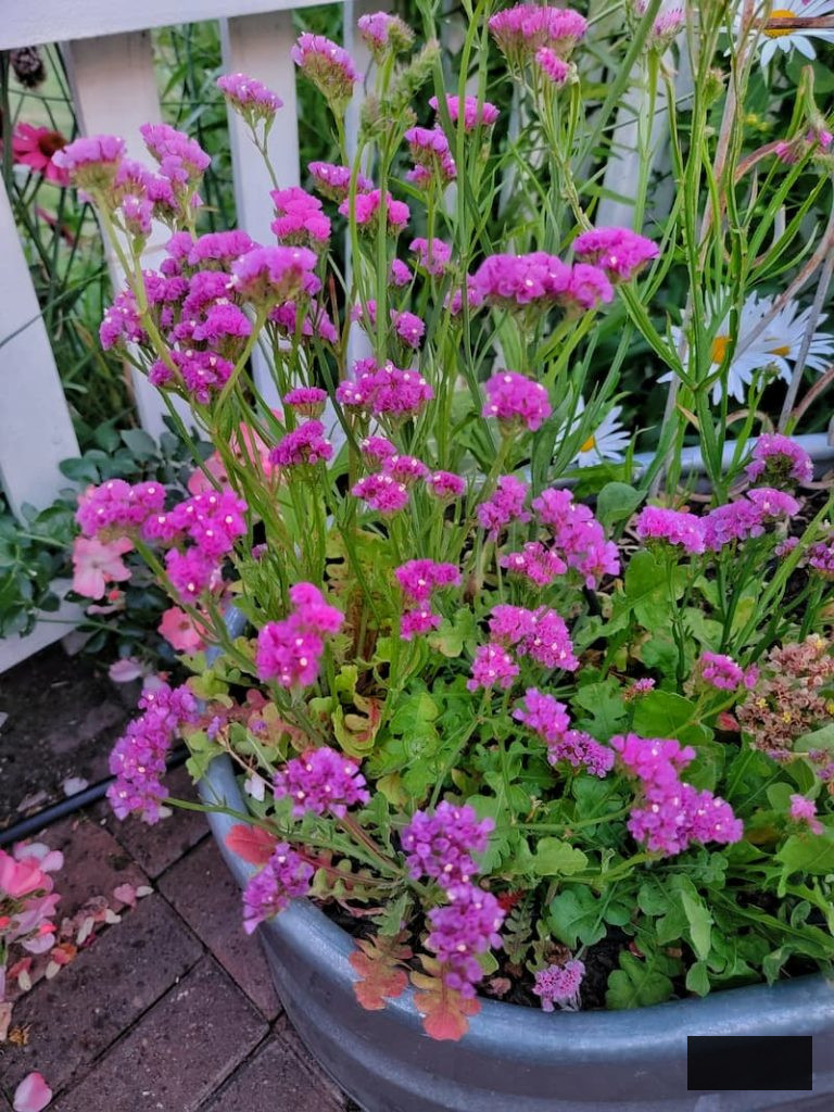 fuchsia statice growing in a garden bed
